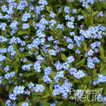 Vergissmeinnicht Savoie Blau - Myosotis sylvatica