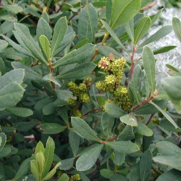 Myrica gale - Gagelstrauch