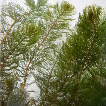 Myriophyllum spicatum - Myriophylle en épis