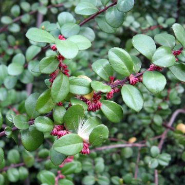 Myrsine africana - Afrikanische Myrsine