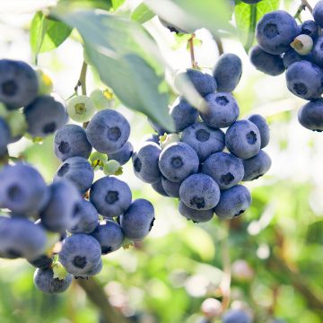 Amerikanische Blaubeere Atlantic - Vaccinium corymbosum