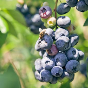 Amerikanische Blaubeere Blue pearl - Vaccinium corymbosum