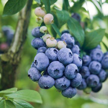 Amerikanische Blaubeere Darrow - Vaccinium corymbosum