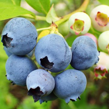 Amerikanische Blaubeere Duke - Vaccinium corymbosum