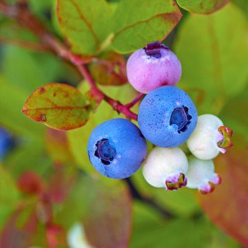 Amerikanische Blaubeere Legacy - Vaccinium corymbosum