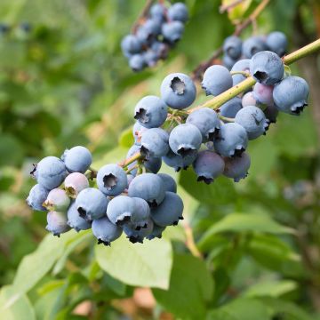 Myrtille d'Amérique - Vaccinium corymbosum North Blue