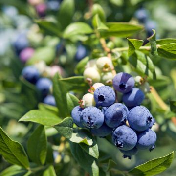 Amerikanische Blaubeere Pioneer - Vaccinium corymbosum