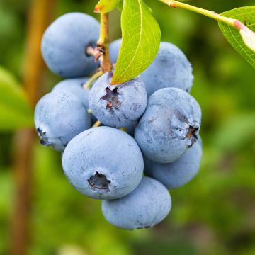 Amerikanische Blaubeere Rubel - Vaccinium corymbosum