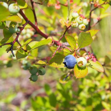 Amerikanische Blaubeere Yello!Berryblue 'Andval1601' - Vaccinium corymbosum