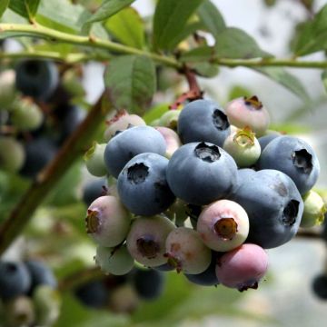 Amerikanische Blaubeere Blue Dessert - Vaccinium corymbosum