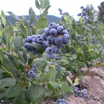 Amerikanische Blaubeere Blue Jay - Vaccinium corymbosum