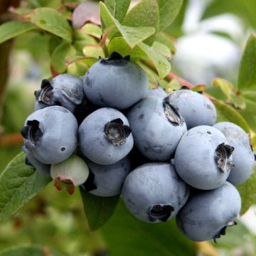 Amerikanische Blaubeere Blue Roma 'Blueroma' - Vaccinium corymbosum