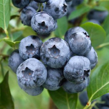 Vaccinium corymbosum Blue Suede - Kultur-Heidelbeere