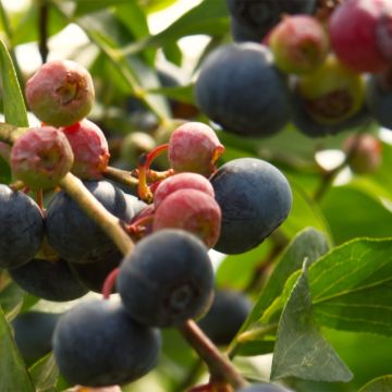 Heidelbeere Brazelberry Berrybux - Vaccinium angustifolium