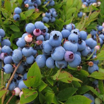 Amerikanische Blaubeere Jersey - Vaccinium corymbosum