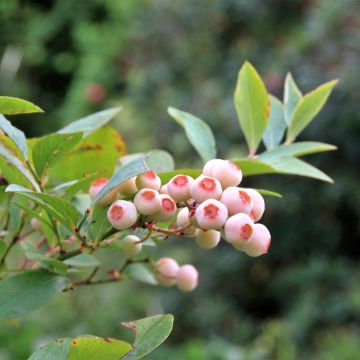 Amerikanische Blaubeere Pink Bonbons - Vaccinium corymbosum