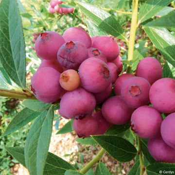 Heidelbeere Pink Lemonade Bio - Vaccinium