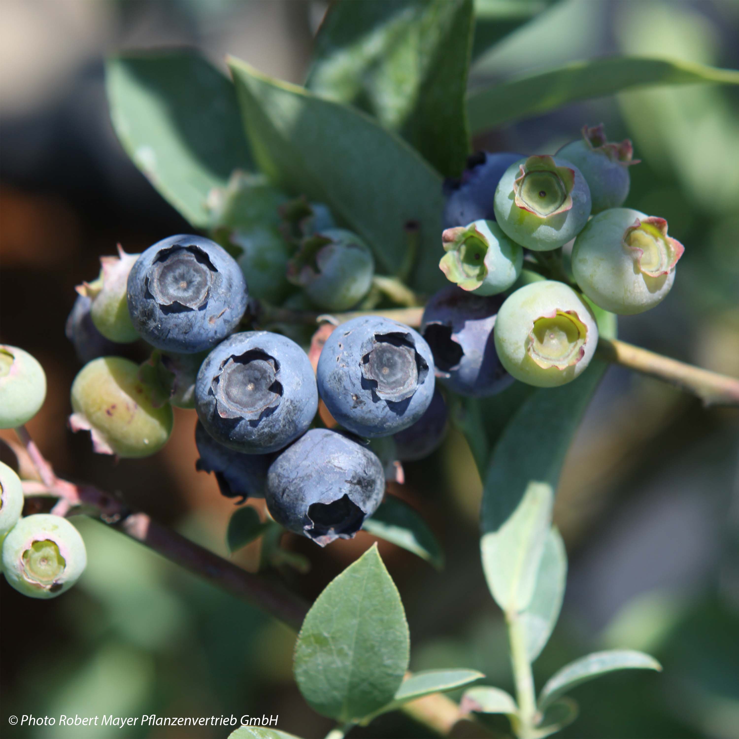 Heidelbeere Powder Blue - Vaccinium