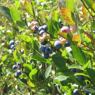 Amerikanische Blaubeere Reka - Vaccinium corymbosum