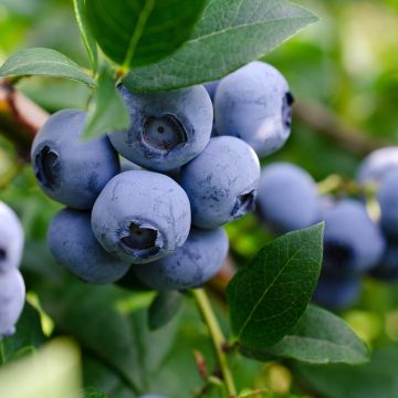 Amerikanische Blaubeere Lucky Berry - Vaccinium corymbosum