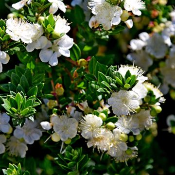 Myrtus communis Tarentina - Myrte commun 