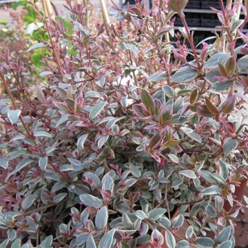 Myrtus ugni Flambeau - Chilenische Guave