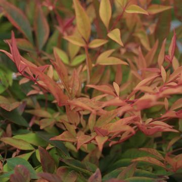 Nandina domestica Gulf Stream - Himmelsbambus