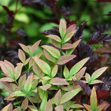 Nandina domestica Obsessed Seika - Himmelsbambus