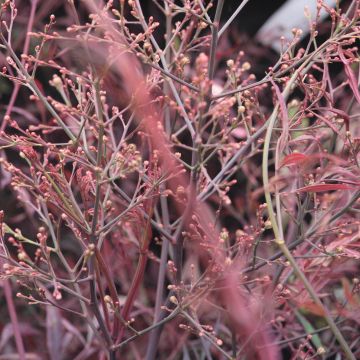 Nandina domestica Plum Passion - Himmelsbambus