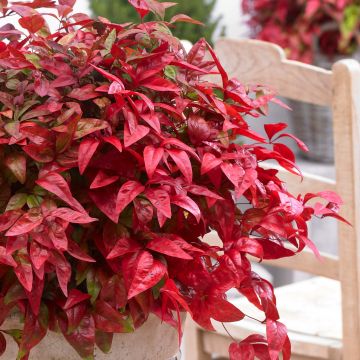 Nandina domestica Blush Pink - Himmelsbambus