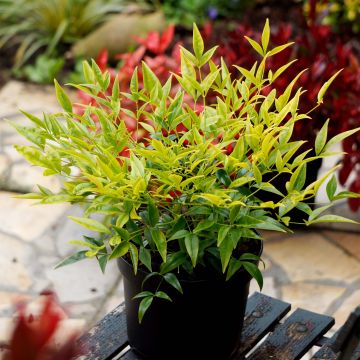 Nandina domestica Brightlight - Himmelsbambus