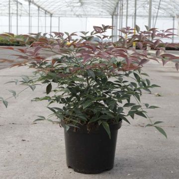 Nandina domestica FLIRT Murasaki - Himmelsbambus