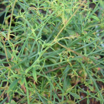 Nandina domestica Filamentosa - Himmelsbambus