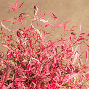 Nandina domestica Pretty Flamingo - Himmelsbambus