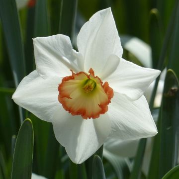 Narcissus Audubon