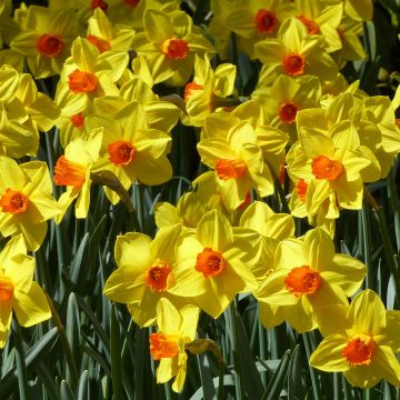 Narcissus Brackenhurst