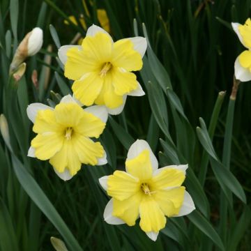 Narcissus Cassata