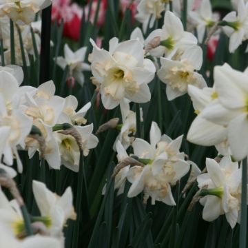 Narcissus Changing Colors