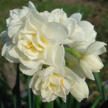 Narcissus tazetta Erlicheer