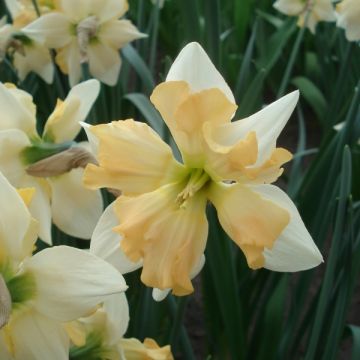 Narcissus Giant Split