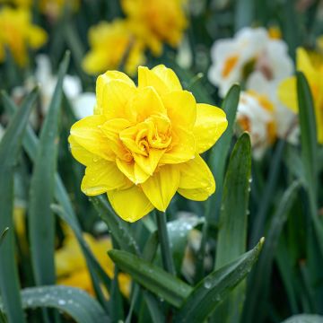 Narcissus Golden Ducat