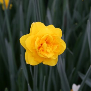 Narcissus Heamoor