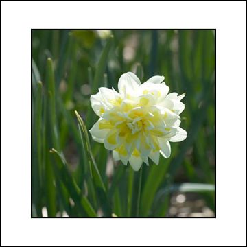 Narcissus Irene Coppeland