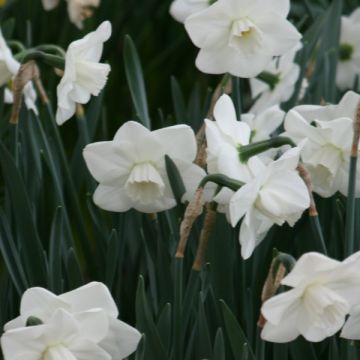 Narcissus Misty Glen