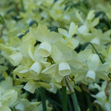 Narcissus Moonlight Sensation