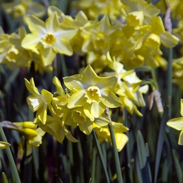 Narcissus Pipit