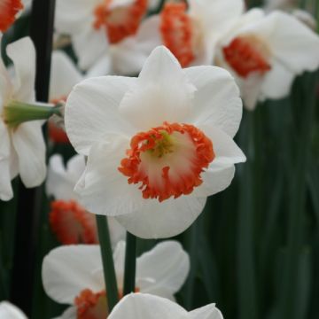 Narcissus Ring of Fire