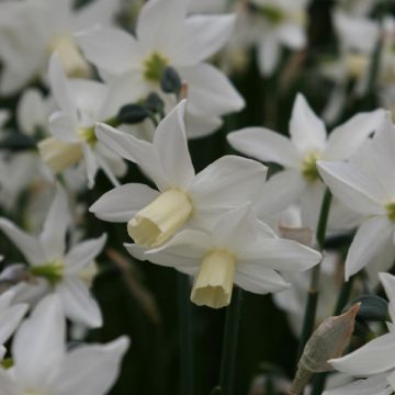 Narcissus cyclamineus Toto