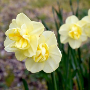 Narcissus Yellow Cheerfulness