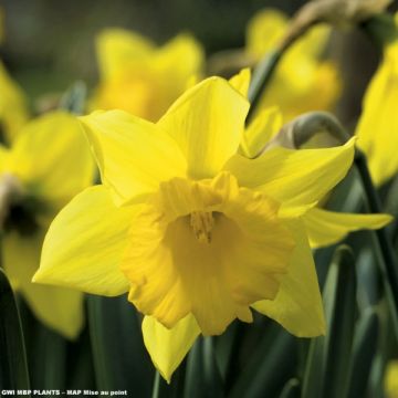 Narcissus Early Sensation